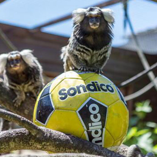 Marmoset sitting on a football