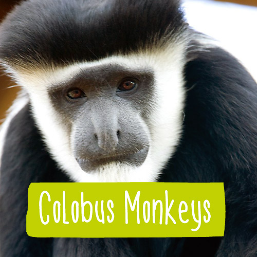 Close up of a Colobus monkey