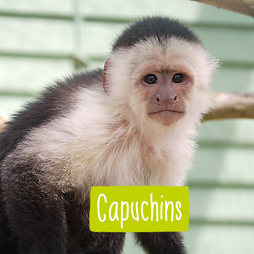 A Capuchin monkey close up