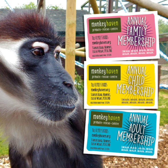 Monkey looking at membership cards