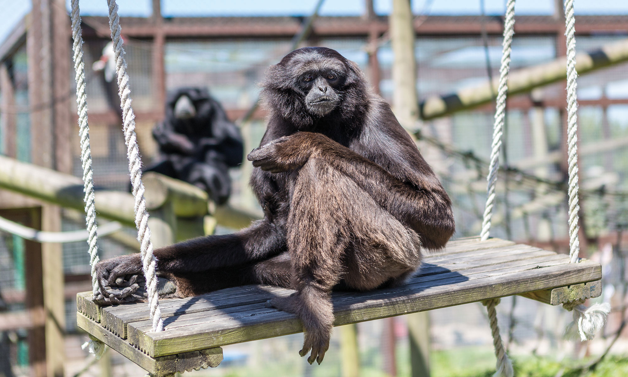 Gibbon sitting on a swing