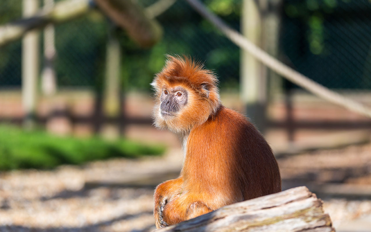 close up of a Javan Langur monkey