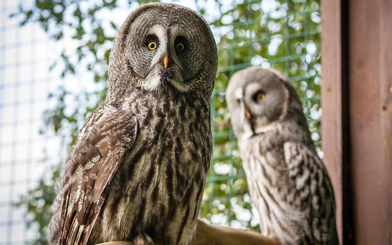 Two Great Grey Owls
