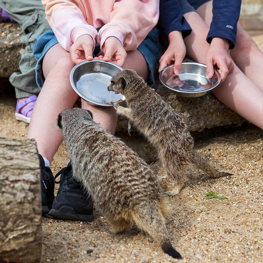 Children feeding meerkats