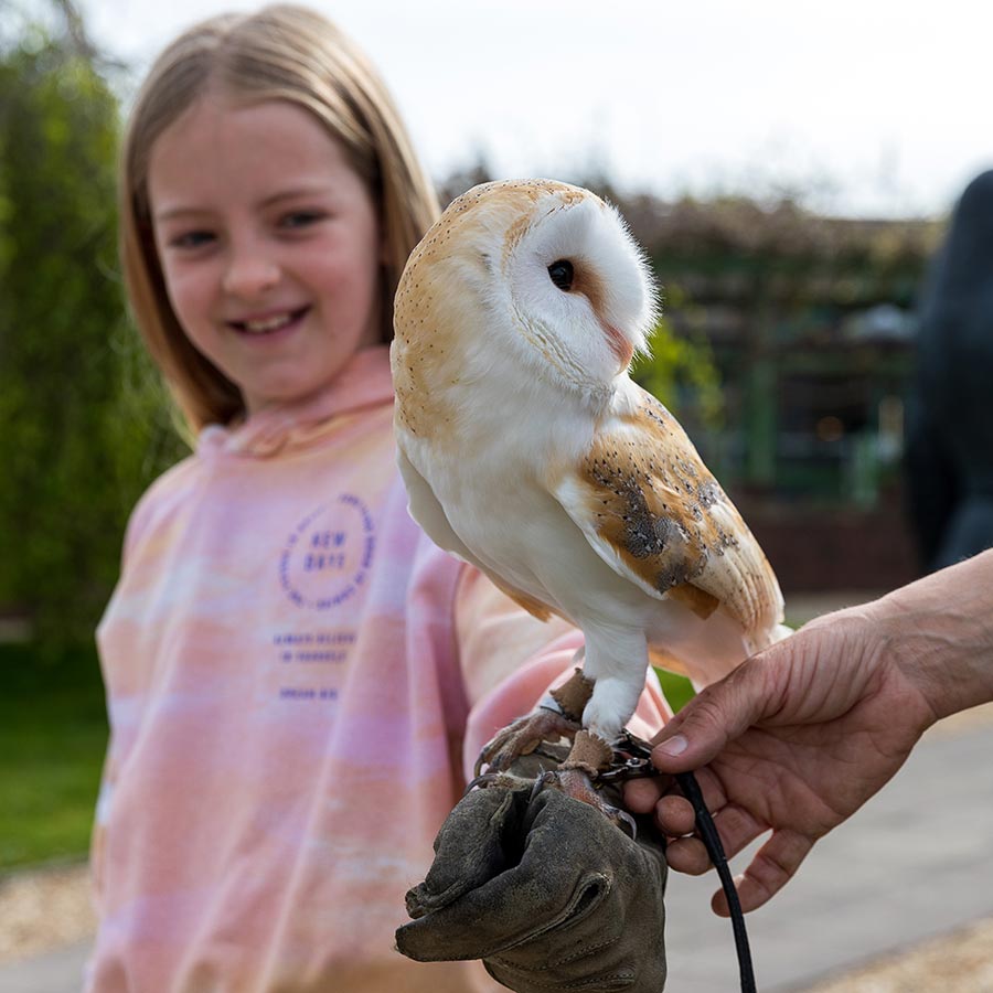 Girl holding a barn owl