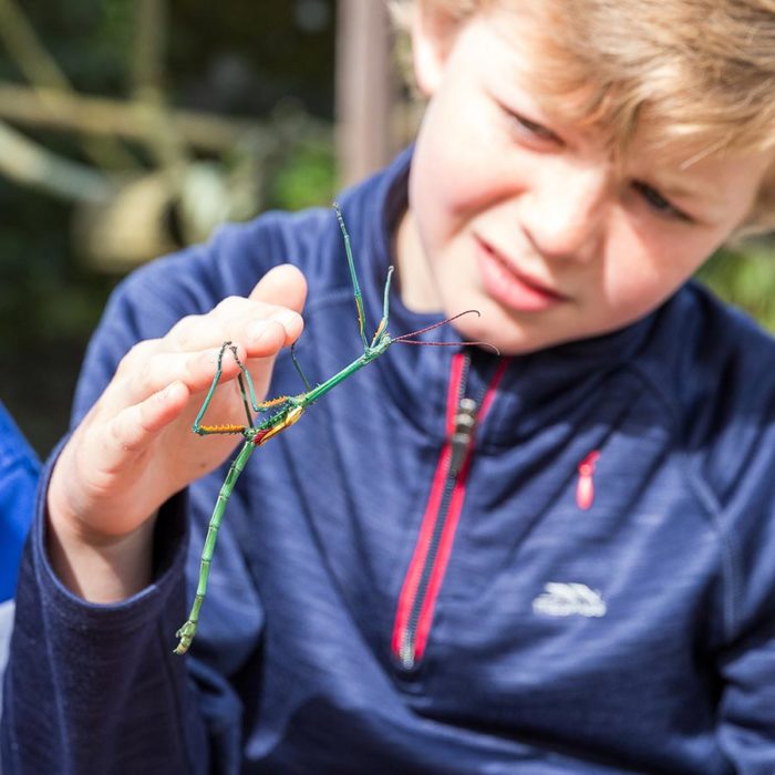 Boy holding a stick insect