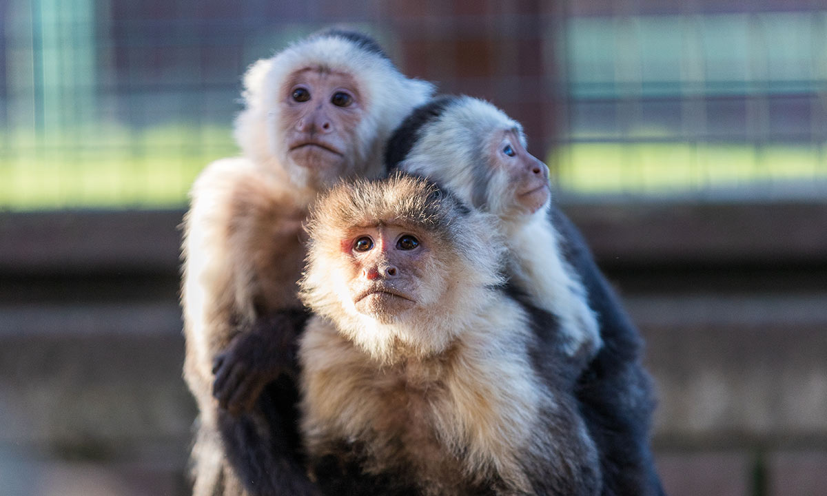 Close up of three capuchins