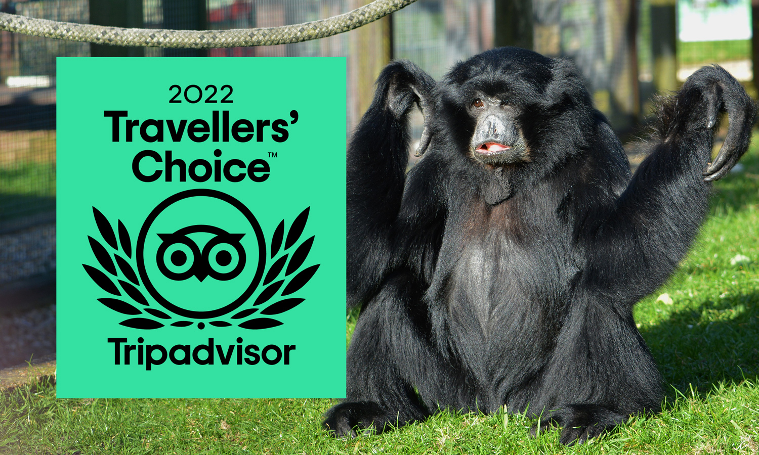TripAdvisor Travellers' Choice 2022 award