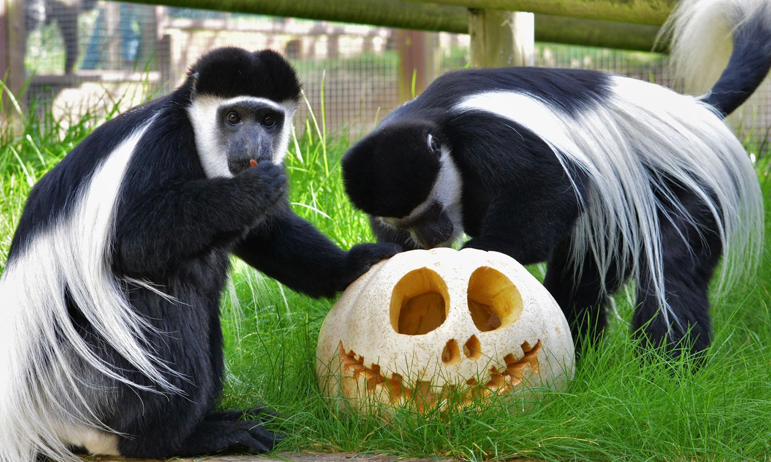Colobus monkeys looking at a pumpkin