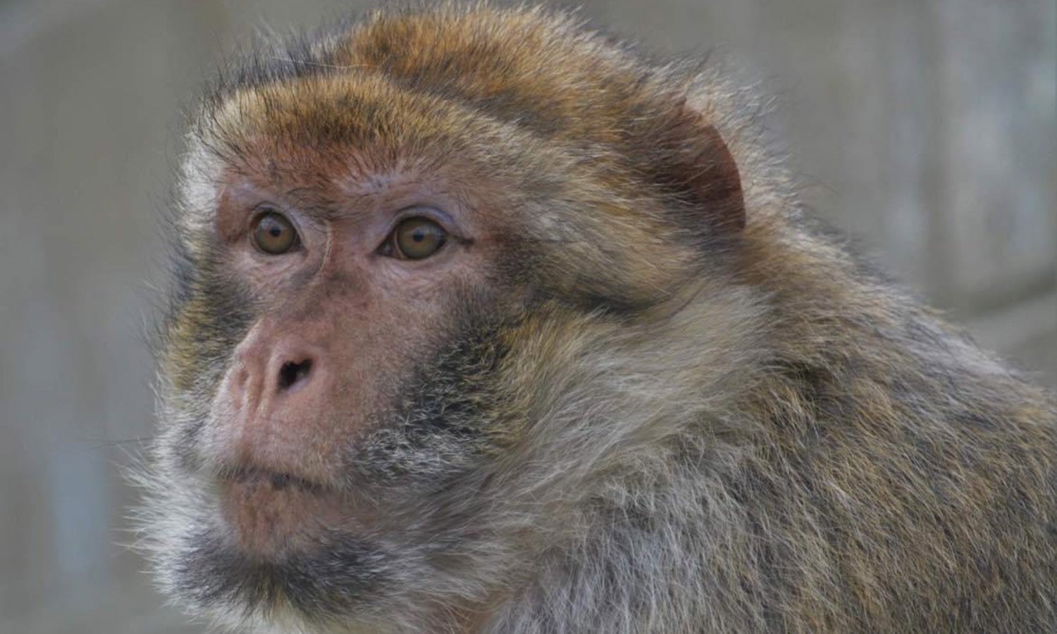 Close up of a Barbary Macaque