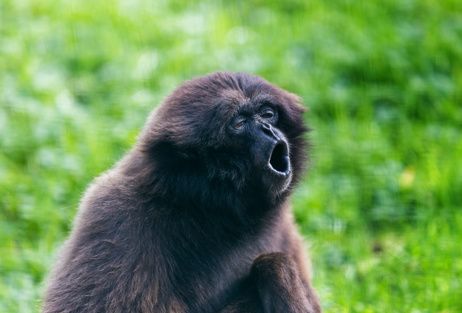 2023-Jan-opening-bg Gibbon singing