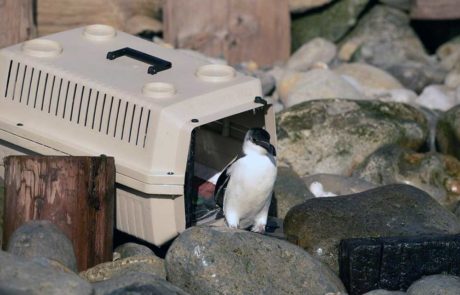 A Razorbill coming out of a bird box
