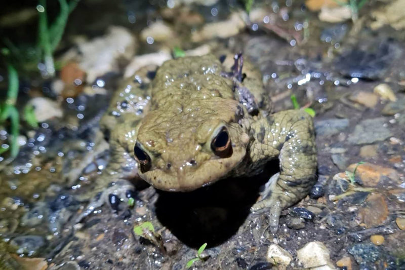 Toad rescue with a hoppy ending! Monkey Haven