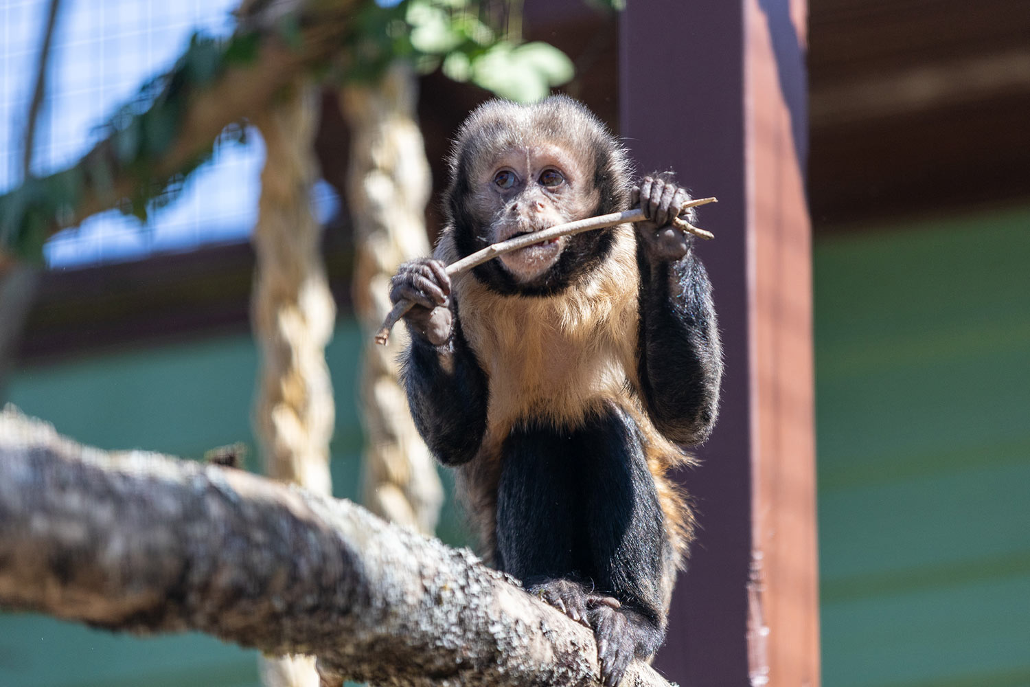 Yellow-breasted capuchin