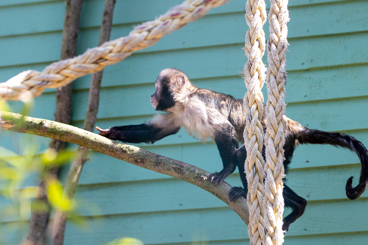 Close up of a Yellow-breasted capuchin next to some rope
