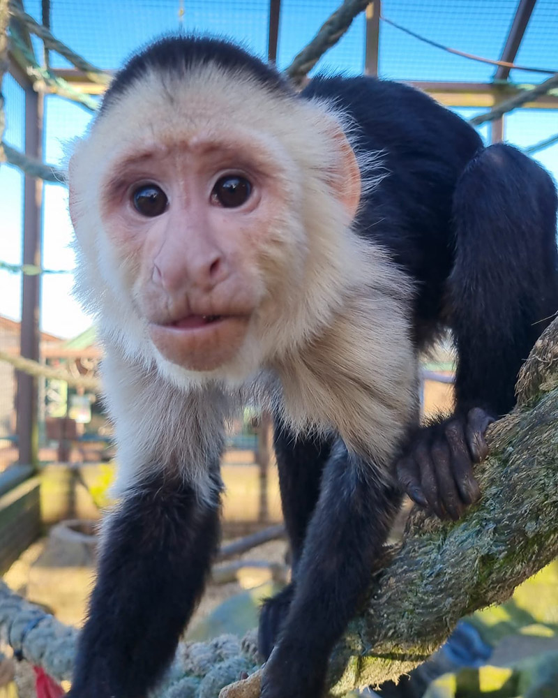 Close up of capuchin in enclosure