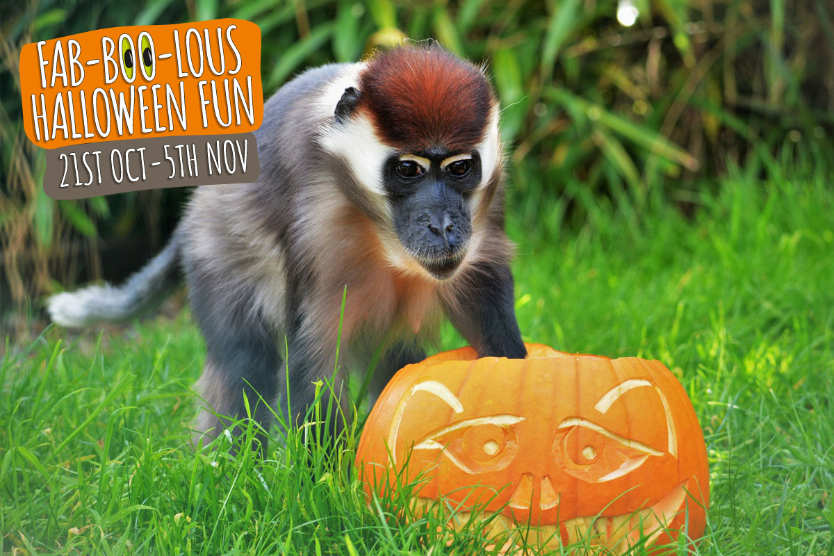 Cherry-crowned Mangabey with a pumpkin