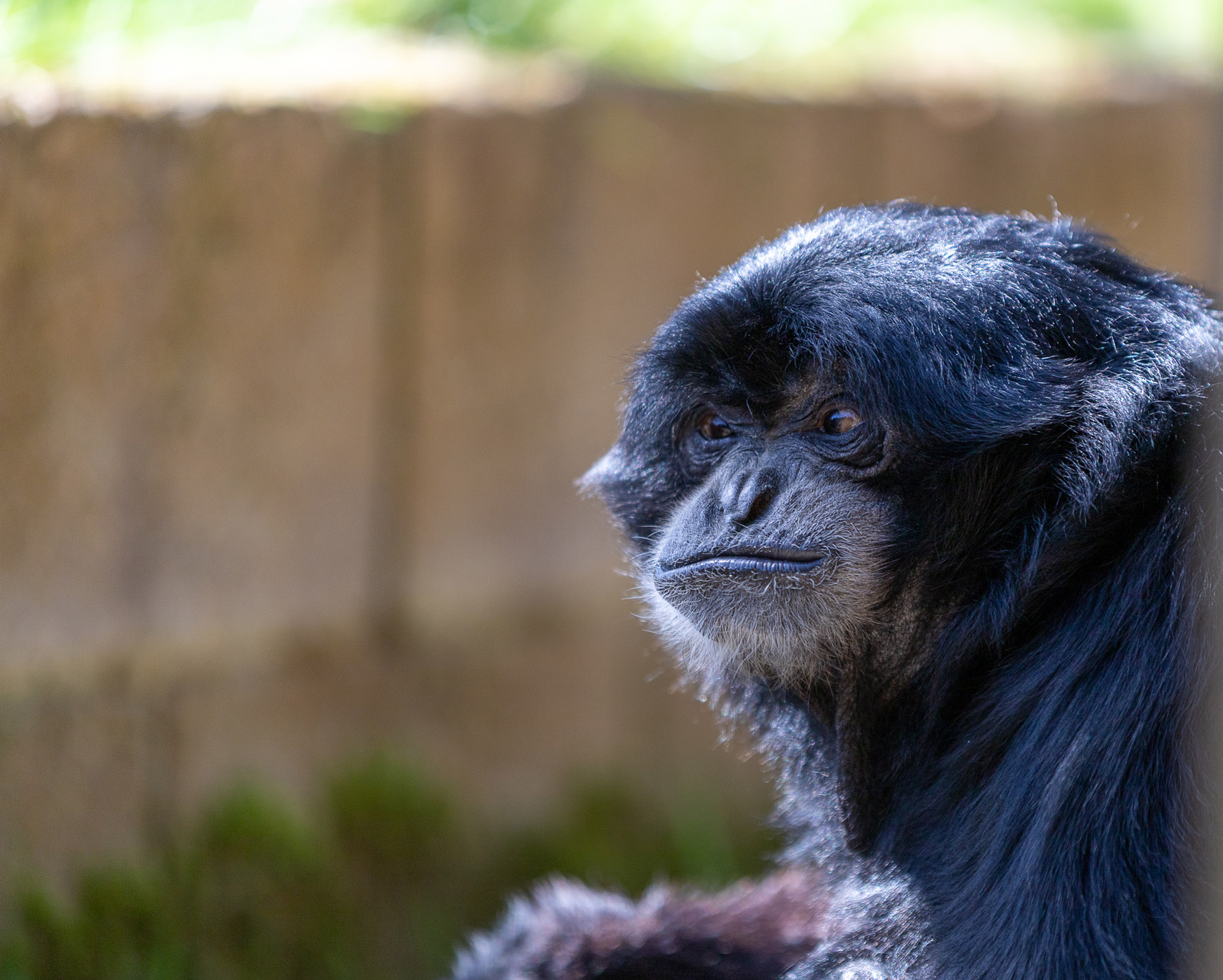Monkey Haven Isle of Wight Primate Rescue Centre