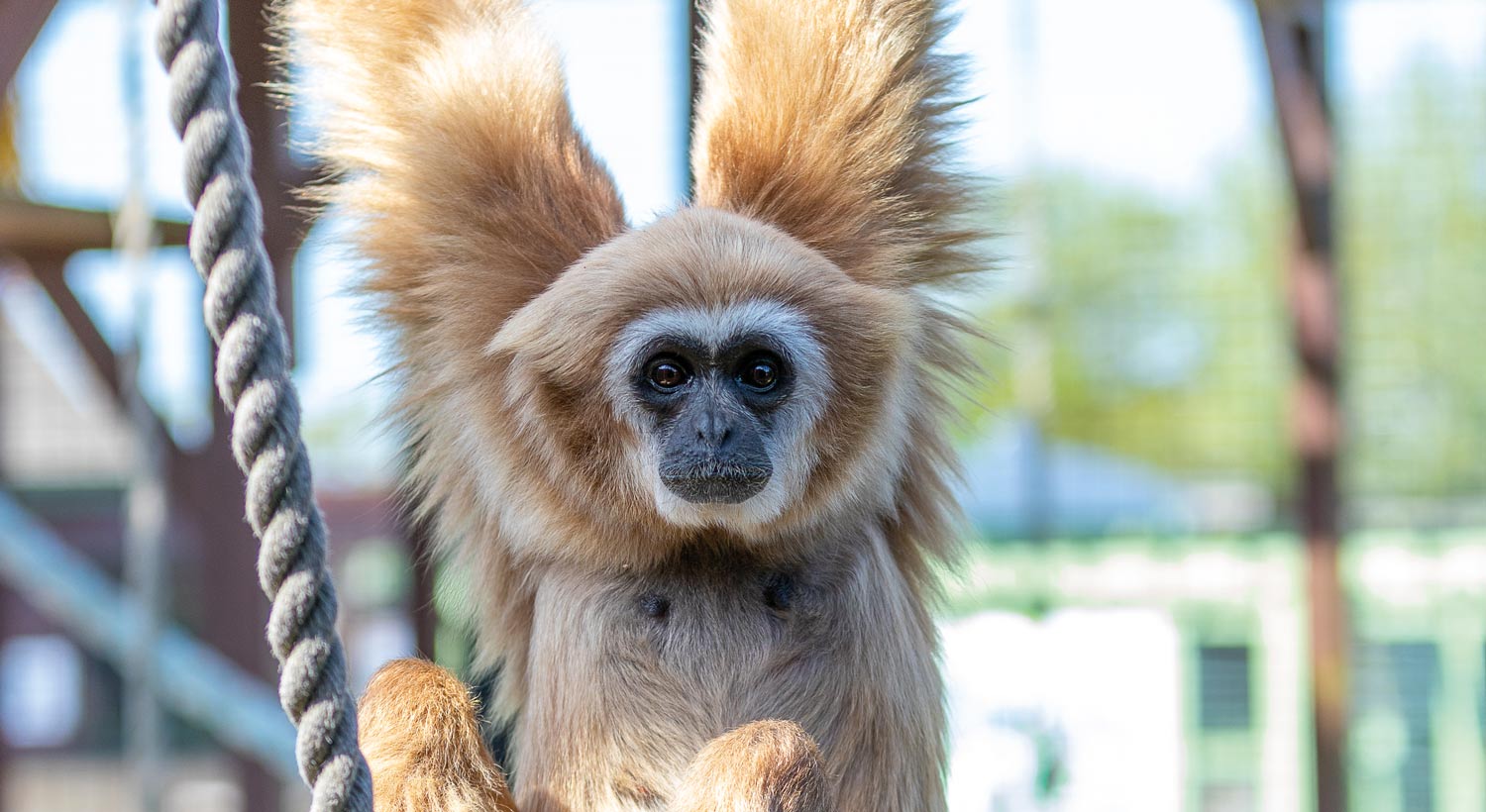 Gibbon swinging on a rope