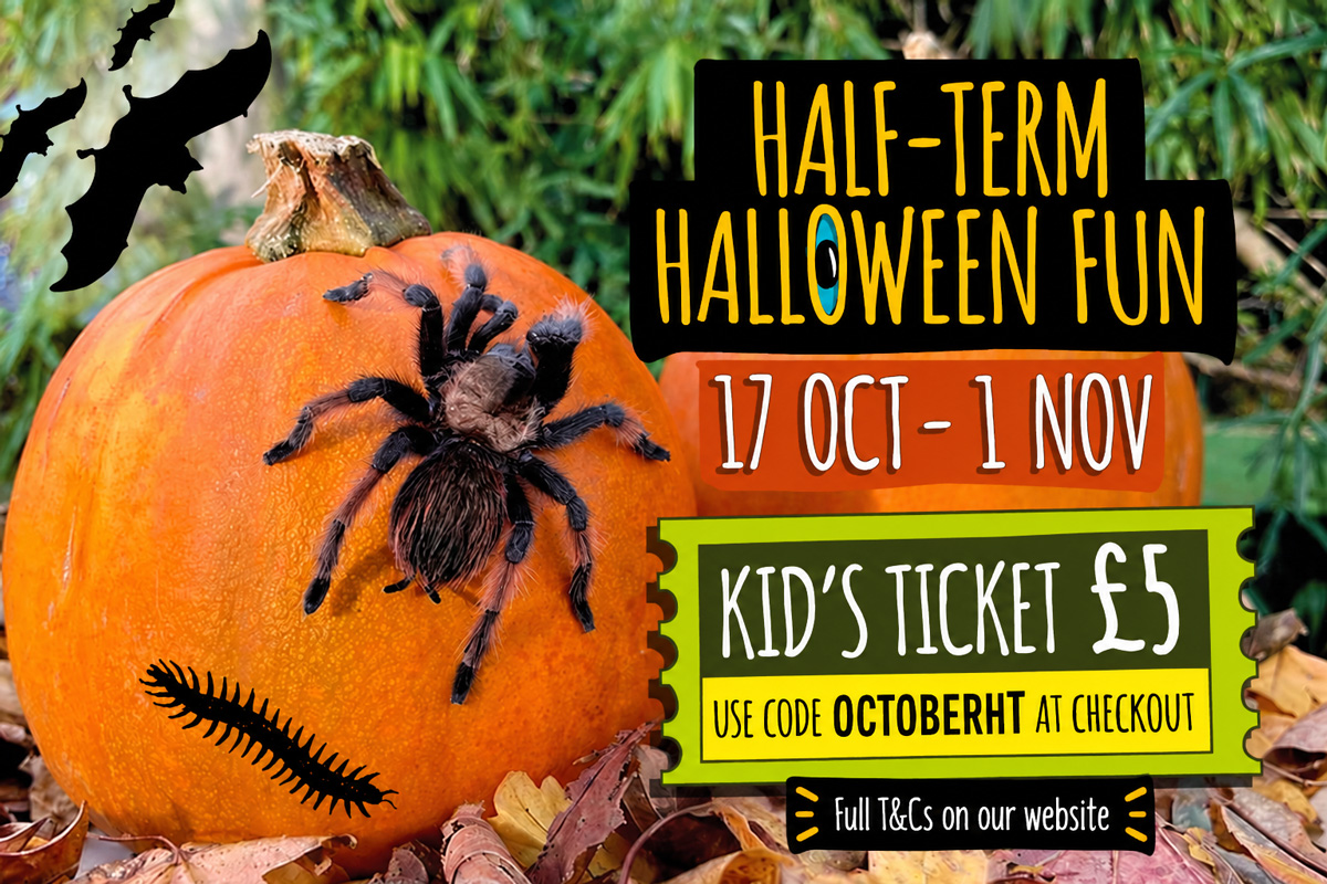 Monkey Haven 2026 October half- term offer