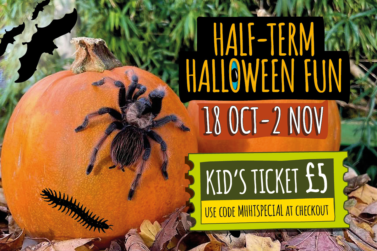 Half-term Halloween fun