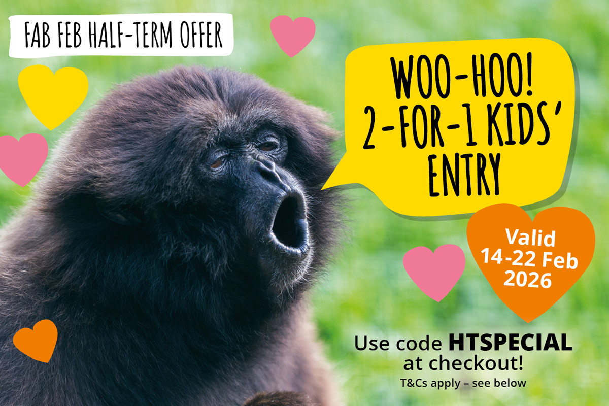 News – Monkey Haven