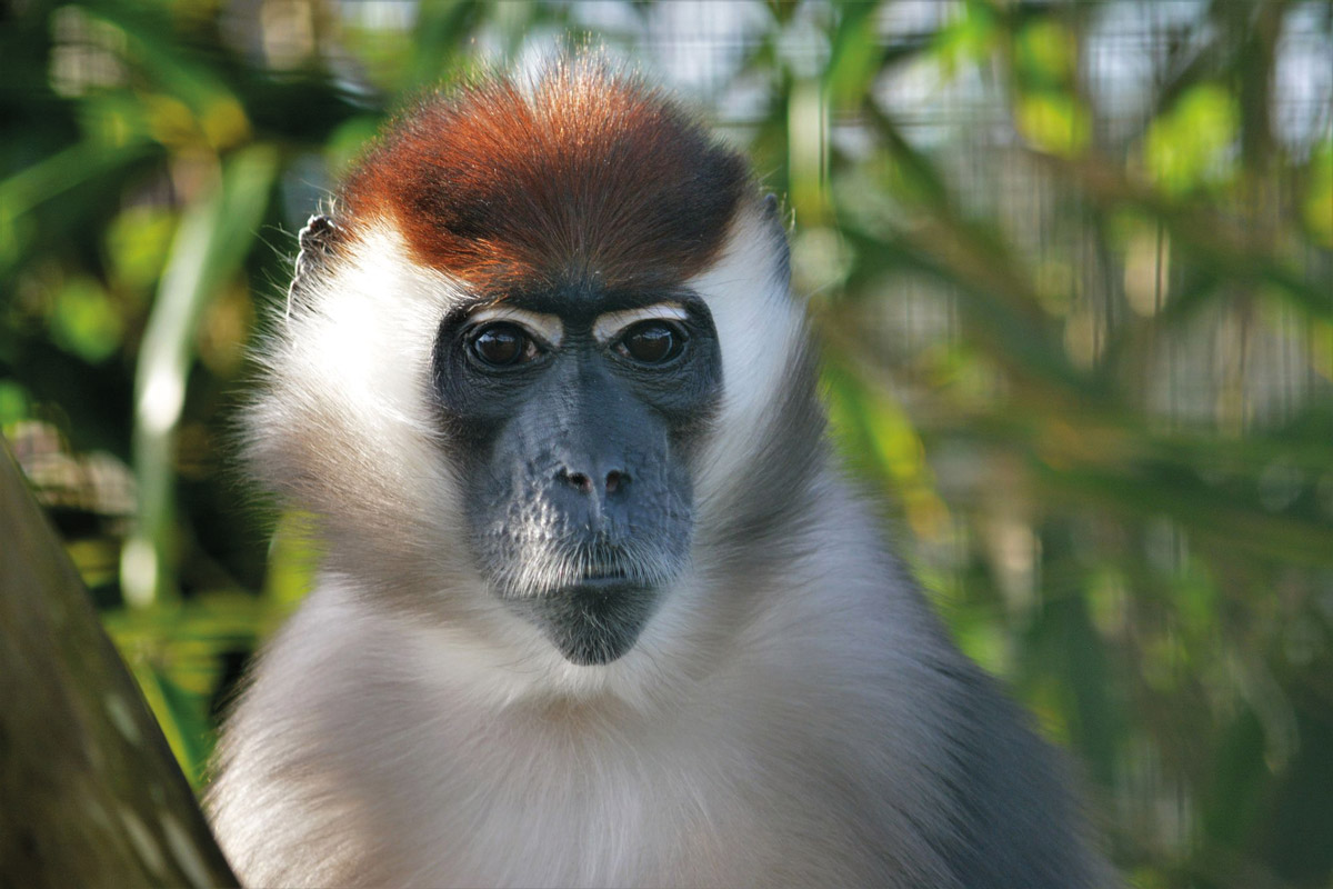 Mangabey-buna Buna the Cherry-crowned mangabey