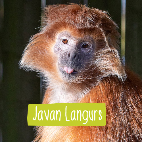 Close up of an orange Javan langur