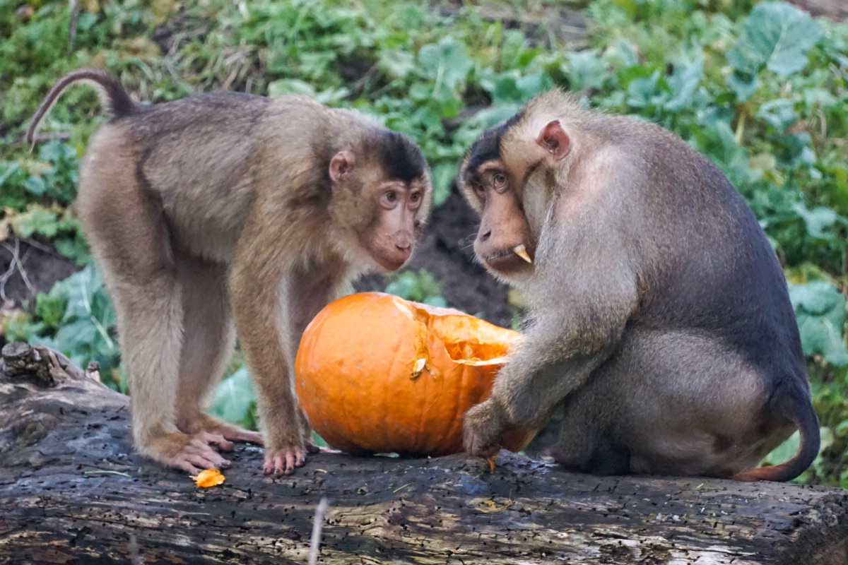 Two pig tailed macaques